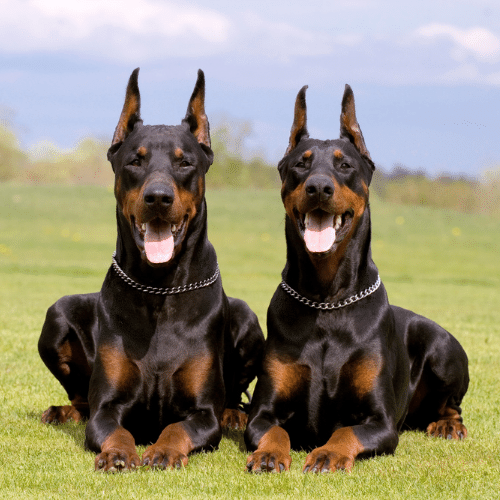 How Much Does Doberman Pinscher Cost? – Golden Bailey Dogs