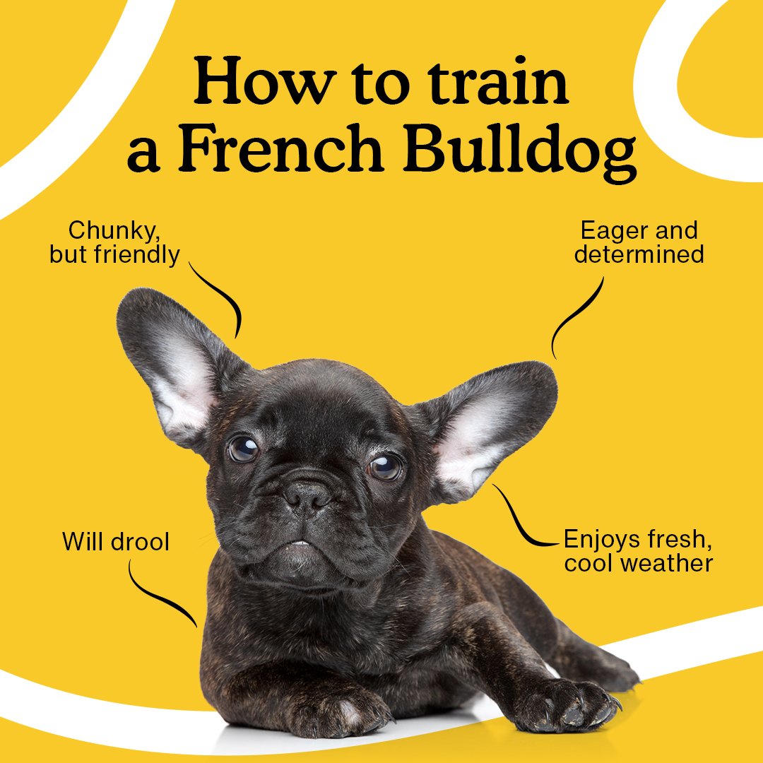 What Do You Need To Know About French Bulldogs? – Golden Bailey Dogs